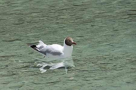 Brown-headed Gull 2.JPG