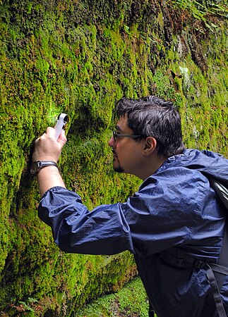 Prof. Dmytro Leontyev (H.S. Skovoroda Kharkiv National Pedagogical University) searching for bryophilous myxomycetes in Saxon Switzerland. Photo by AnastasiaKochergina and DmytroLeontyev