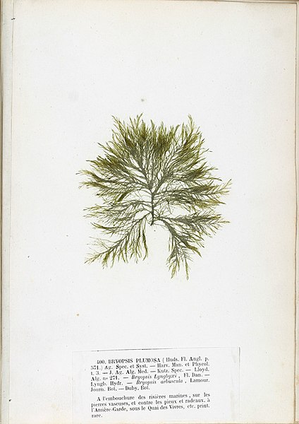 File:Bryopsis plumosa Crouan.jpg