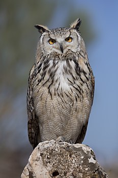 Bufo-real (Bubo bubo) em cativeiro. (definição 3 840 × 5 760)