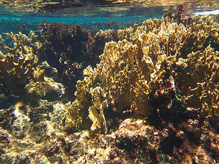 A photo of corals on the reef