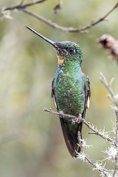 File:Buff-winged starfrontlet (Coeligena lutetiae lutetiae) female Caldas.jpg