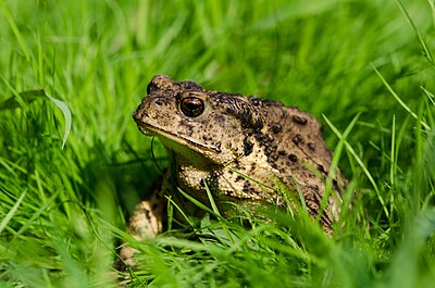 Asiatic toad photographed in a garden in Liaoning Province, China. Bufo gargarizans.jpg