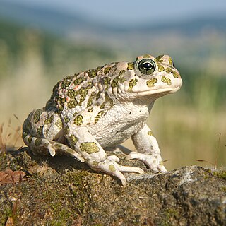 Balearic green toad Species of amphibian