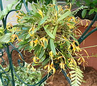 Bulbophyllum inaequale OrchidsBln0906b.jpg