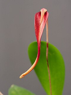 <i>Bulbophyllum obovatifolium</i> species of plant