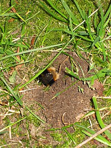 Underground bee nest Bumble bee nest hole.JPG