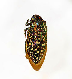 Buprestidae - Julodis albomaculata.JPG