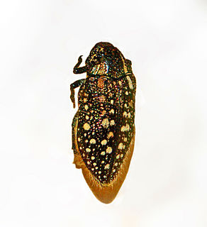 <i>Julodis albomaculata</i> species of beetle