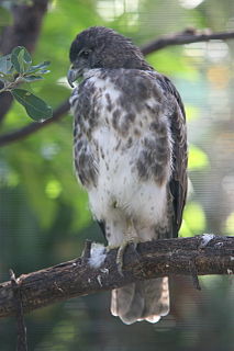 Hawaiian hawk species of bird