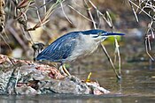 Butorides striatus - řeka Daintree.jpg