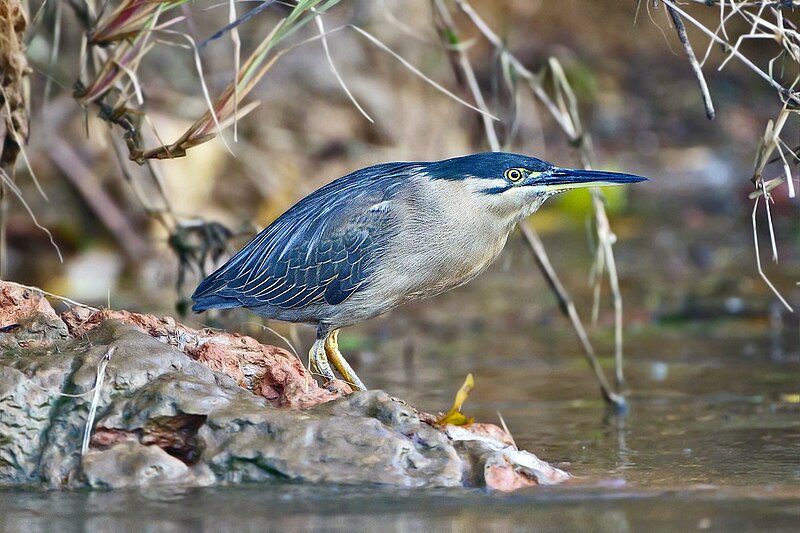 File:Butorides striatus - Daintree River.jpg