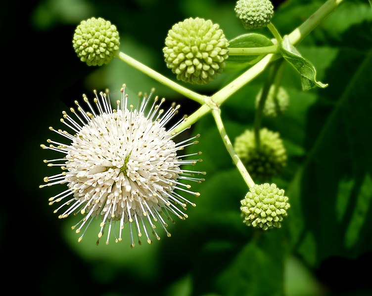 File:Buttonbush -- Cephalanthus occidentalis.jpg