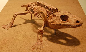 Skeletal reconstruction from the Cacops in the Field Museum of Natural History