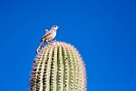 Thumbnail for File:Cactus Wren (23544666596).jpg