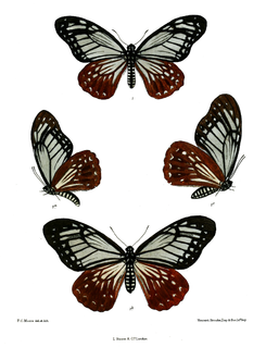 <i>Papilio agestor</i> species of insect