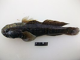 Caffrogobius nudiceps