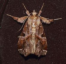 Callopistria floridensis - Florida Fern Moth (14513512709) .jpg