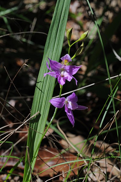 File:Calopogon oklahomensis - 49847951003.jpg