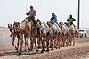 Camel race track
