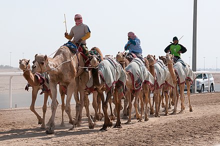 Al-Shahaniya, Qatar's largest camel racing track