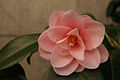 Fleur de camelia