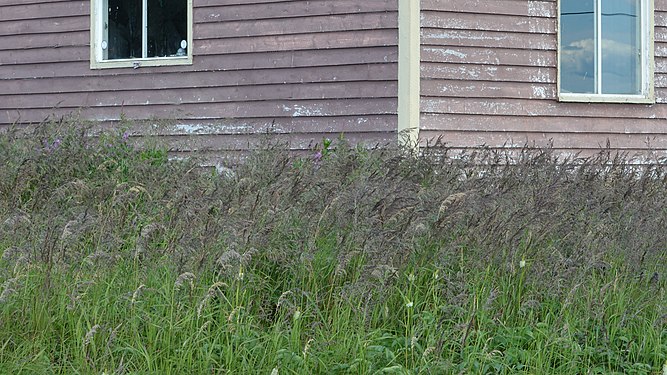 Canadian Bluejoint (Calamagrostis canadensis)