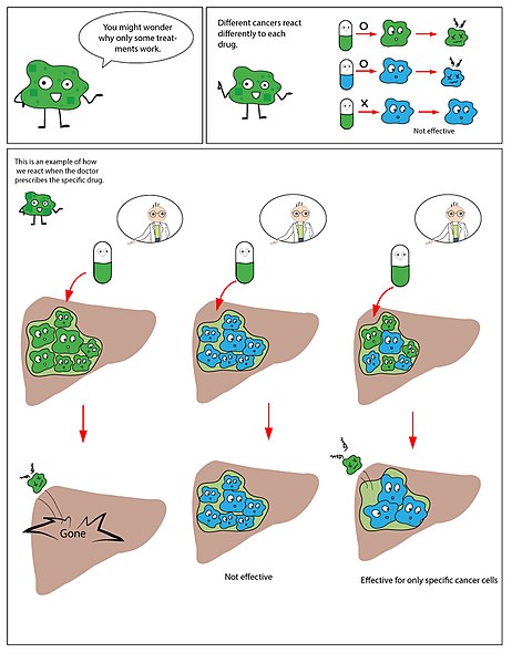 File:Cancer drugs only work on some cancer cells.jpg