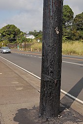 Telephone pole treated with carbolineum in Hawaii Carbolineum treated Pole.jpg