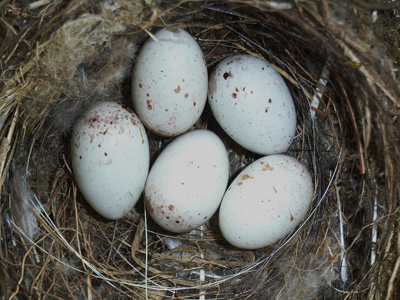 File:Carduelischloriseggs.JPG