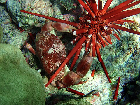 A marbled stone crab (Carpilius convexus) attacking a slate pencil sea urchin (Heterocentrotus mamillatus)