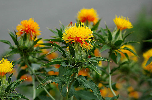 サフラワー,紅花,Carthamus tinctorius 050709b