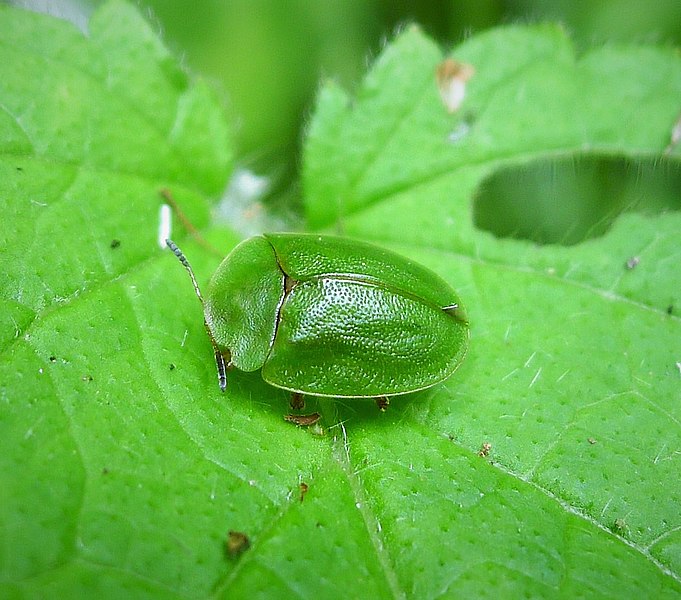 File:Cassida viridis. Green Tortoise Beetle (31164943007).jpg