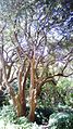 Cassine peragua - Cape Saffron tree 3.JPG