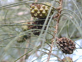 Casuarina equisetifolia fruits.jpg
