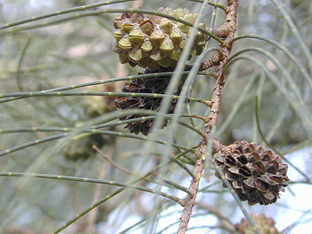 Tập_tin:Casuarina_equisetifolia_fruits.jpg