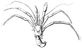 Catapaguroides microps