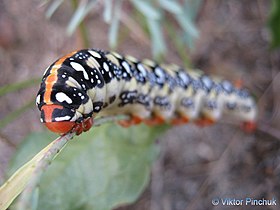 Caterpillar (Russia) Photo taken in Crimea