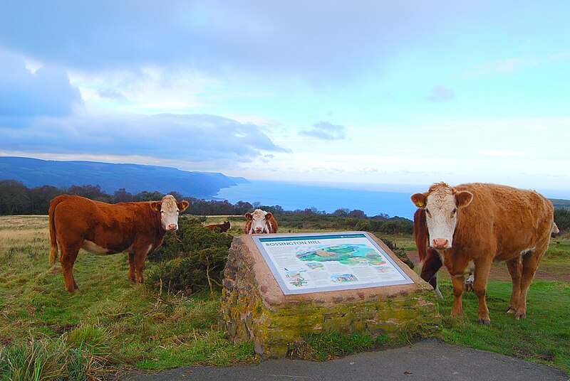 File:Cattle overlooking porlock hill.jpg