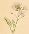 Cauchas rufimitrella a sprig of Cardamine pratensis.JPG