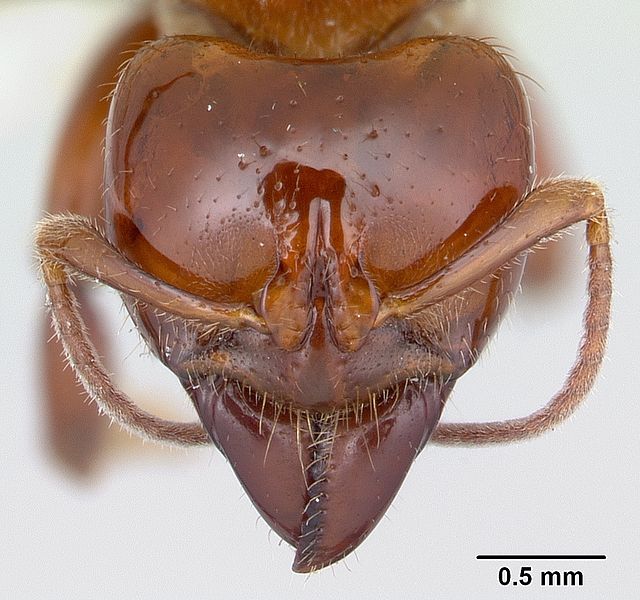 File:Centromyrmex alfaroi casent0178340 head 1.jpg