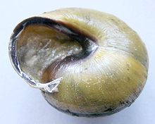 Cepaea nemoralis03.jpg