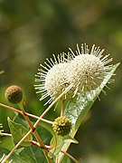 Cephalanthus occidentalis