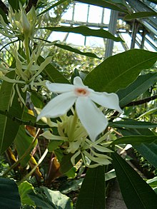 Cerbera manghas InflorescencesFlower BotGardBln0906b.JPG