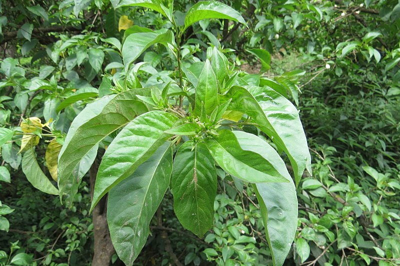 File:Cestrum aurantiacum - Orange Cestrum at Ooty 2014 (15).jpg