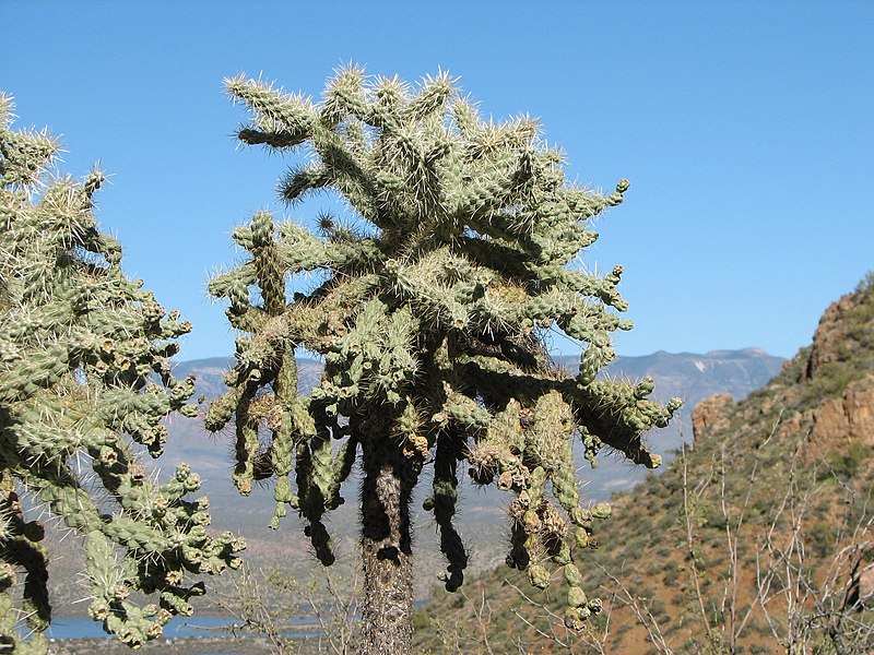 File:Chain-fruit cholla.jpg