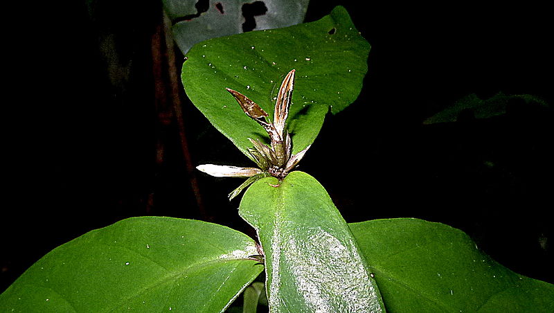 File:Chamaeranthemum sp., Acanthaceae, Atlantic forest, northeastern Bahia, Brazil (8536277494).jpg