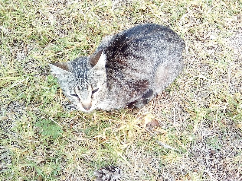 File:Chat dans le jardin.jpg