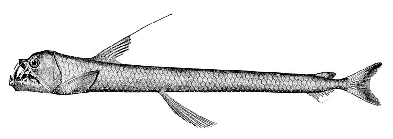 File:Chauliodus sloani.jpg