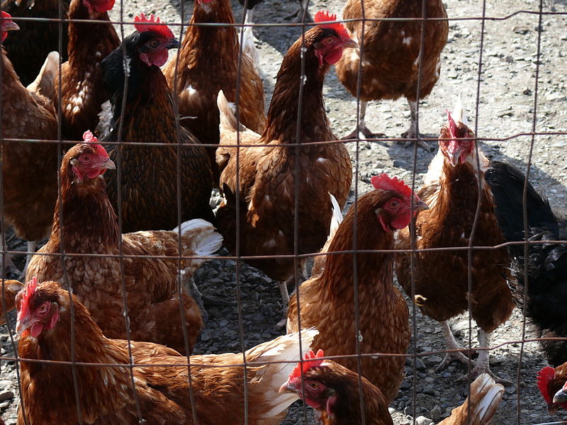 File:Chickens fence.jpg